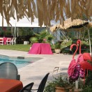 Flamingos by the Pool Flamingos by the Pool