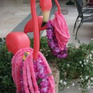 A couple Flamingos A Couple Flamingos